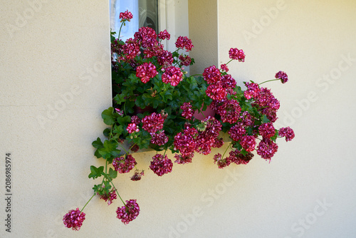 Géranium en fleurs en Bretagne