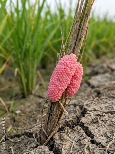 Close-up of vibrant pink snail eggs attached to a dry plant stem in a rice field.