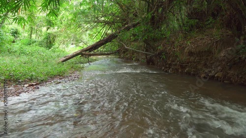 Fast Flowing Jungle Stream Beneath Overhanging Bamboo