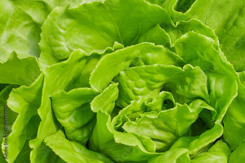 Quadro su tela Close up of fresh butterhead lettuce leaves with natural texture