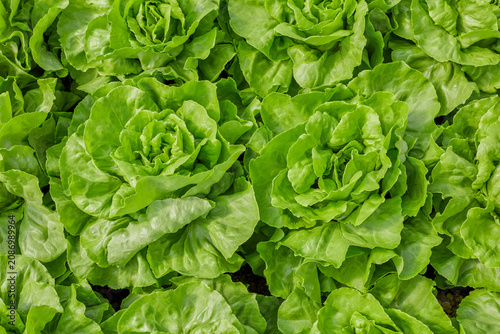 Fotografi Fresh butterhead lettuce growing in cultivated vegetable field