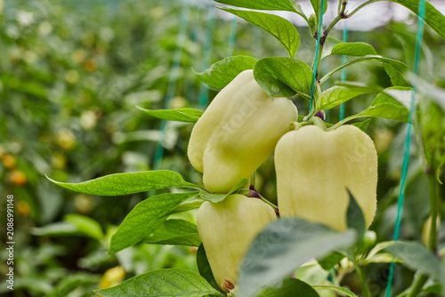 Fresh yellow bell peppers on healthy plant, greenhouse vegetable production