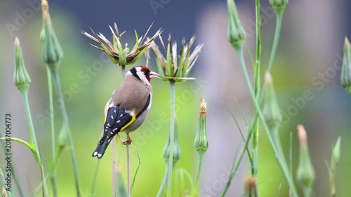 European goldfinch observing and eating a seed of a Yellow Goat's Beard flower bud in spring in a domestic garden. Carduelis carduelis, Tragopogon dubius, Indre-et-Loire, région Centre, France, Europe