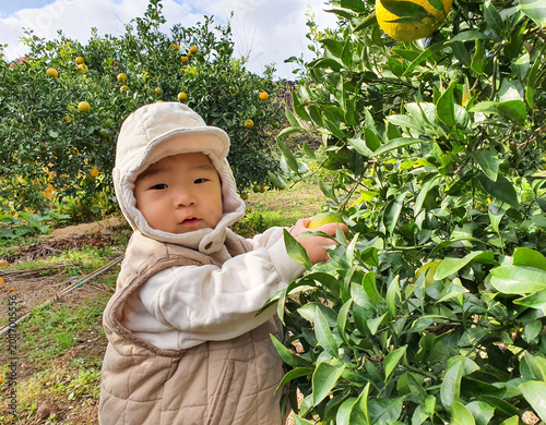 Cute Baby Wearing Winter Hat Touching Orange Fruit on Tangerine Tree