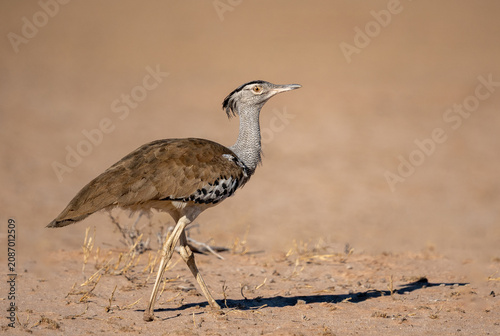 Canvastavla Kori bustard bird walking – South Africa
