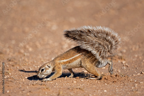 Картината върху платно Ground squirrel sniffle on the ground - South Africa