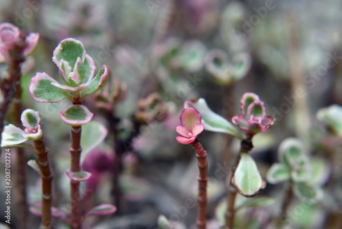 Bild auf Leinwand Sedum spurium tricolor or stonecrop succulent macro closeup