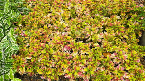 Canvastavla Coleus (Plectranthus scutellarioides) is an ornamental plant with brightly colored, serrated leaves