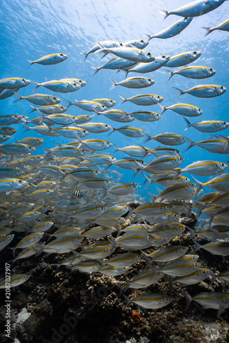 фотографія School of yellowstripe scad fish swimming over a reef in blue ocean