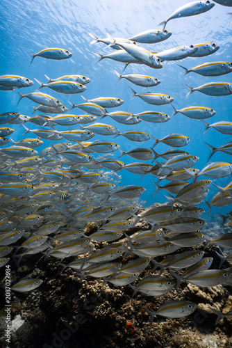 Принти на полотні School of yellowstripe scad fish swimming over a reef in blue ocean