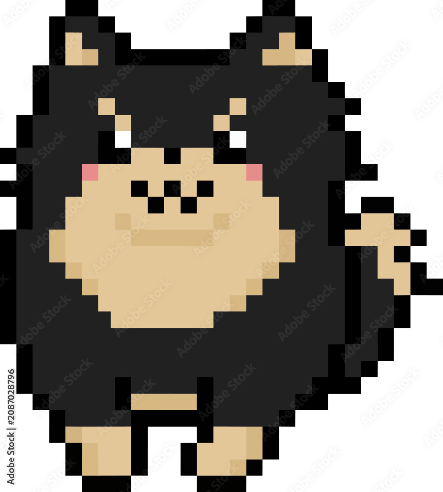 Fototapeta premium Cute Blacktan Pomeranian Dot