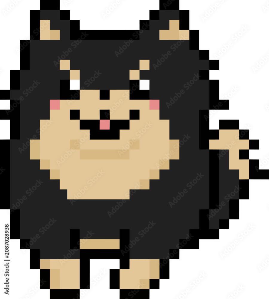 Fototapeta premium Happy Blacktan Pomeranian Dot