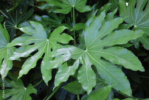 Obraz na plátně Japanese aralia, glossy-leaf paper plant, large glossy palmate leaves, 7–9 finge