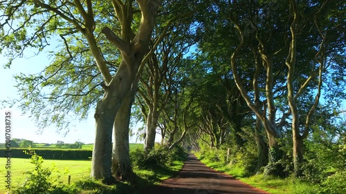 Dark hedges during sunrise in Northern Ireland United Kingdom