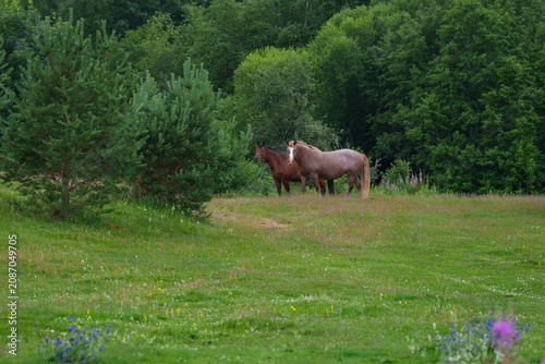 horses in the meadow