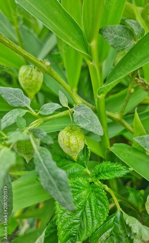 Cuadro en lienzo ⁠Green Physalis Fruit Growing Naturally Among Tropical Foliage