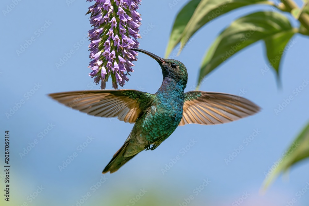 Fototapeta premium The Hummingbird in Flight Among Purple Blooms and Bright Blue Sky