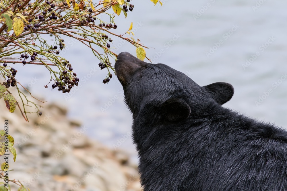 Fototapeta premium The Black Bear Inspecting Berry-Laden Branches By a Quiet River Shoreline