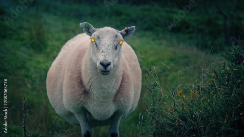 Zombie Sheep Looking Forward With Glowing Eyes