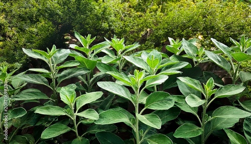 long shot green ashwagandha plant