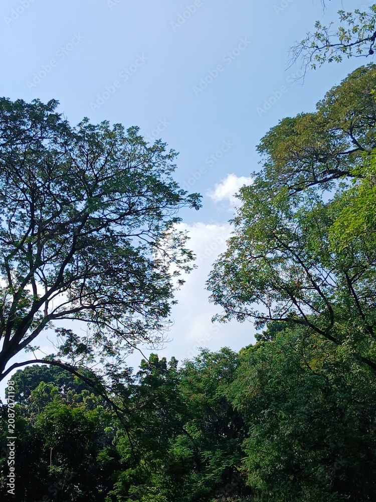 Fototapeta premium Sky window framed by green treetpos 🌳☁️
