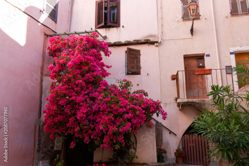 Canvastavla Le beau bougainvillier envahit le mur.