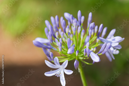 Tableau sur toile Agapanthe en fleur.