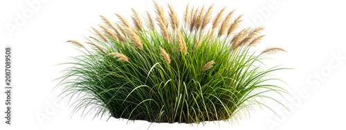 Obraz na płótnie Ornamental pampas grass bush isolated on white background with ornamental isolat