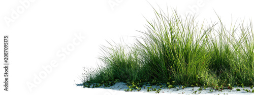 Foto Lush green grass patch growing on sand isolated on white background with isolate