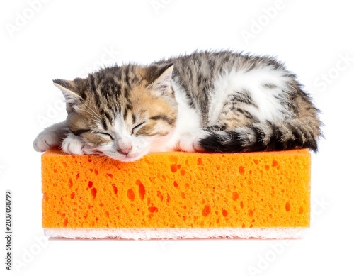 Sleeping Kitten on Sponge.