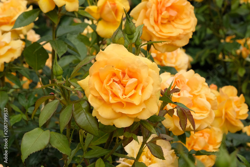 Yellow gold floribunda rose, rosa ‘Golden Beauty’  in flower.