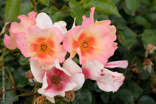 Photography Pink and lemon yellow dwarf floribunda shrub rose, rosa ‘Your Lovely Eyes’ in flower