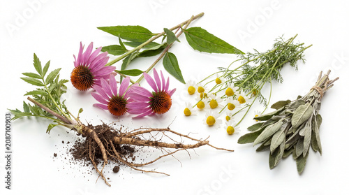 Herbal medicine plants white.
