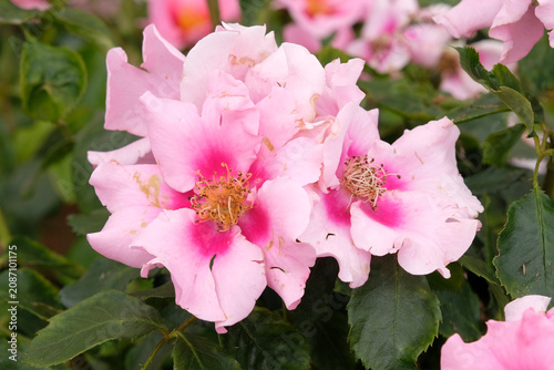 Photography Pink compact, repeat flowering floribunda rose, rosa ‘See You in Pink’ in flower