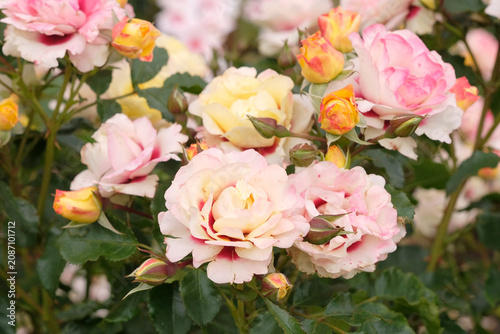 Obraz na plátně Pink and lemon yellow compact floribunda persica rose, rosa ‘See You in Lemon’ in flower