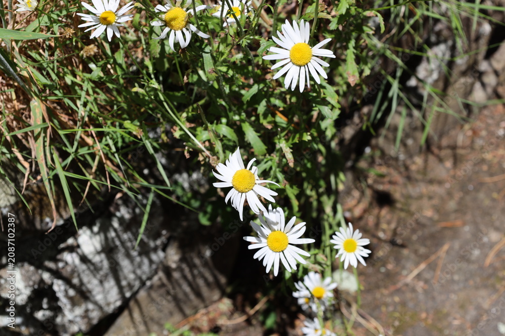 Obraz premium cascade of oxeye daisy blossoms, white, daisy-like flowers, bright yellow centers (Leucanthemum-vulgare) (close-up, bright-sunshine) 4514
