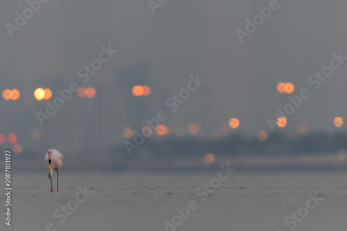 Foto Greater Flamingo in the morning hours with dramatic bokeh of city lights at Eker