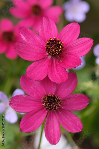 Fuchsia pink Cosmos atrosanguineus ‘Cherry Chocolate’ in flower.