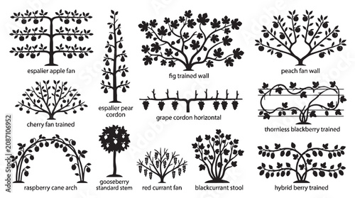 Collection of orchard fruit tree training methods for gardening and agriculture.