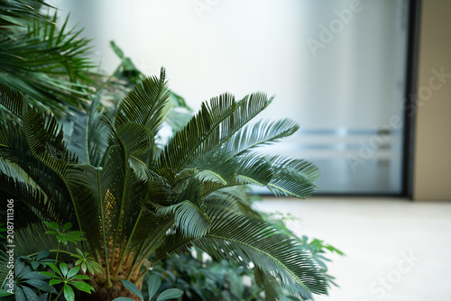 Lush indoor plants with large green leaves featured in a modern office space. Biophilic design sustainable workspace and office landscaping