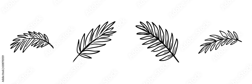 Obraz premium Palm Leaf In Hand Drawn Style Set. Nature And Decoration Doodle Sketch Collection. Botanical And Tropical Theme. Isolated Vector Illustration