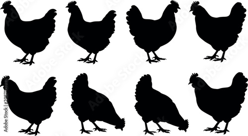 Foto Set of black vector silhouette farm hens and chickens standing or pecking isolated on a white background for graphic design