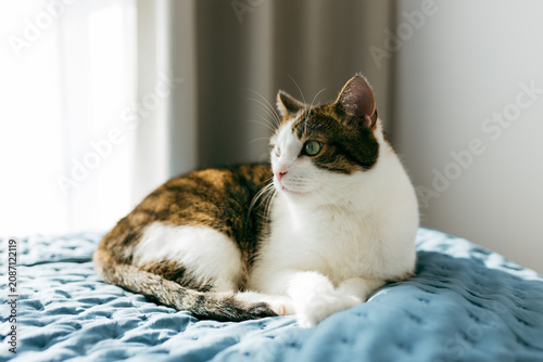 Happy domestic cat sleeps in bed. Cute white and straight grey tabby cat lying on bed in soft morning light.
