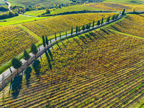 Obraz na płótnie amazing Brunello vineyards with white road and cypresses