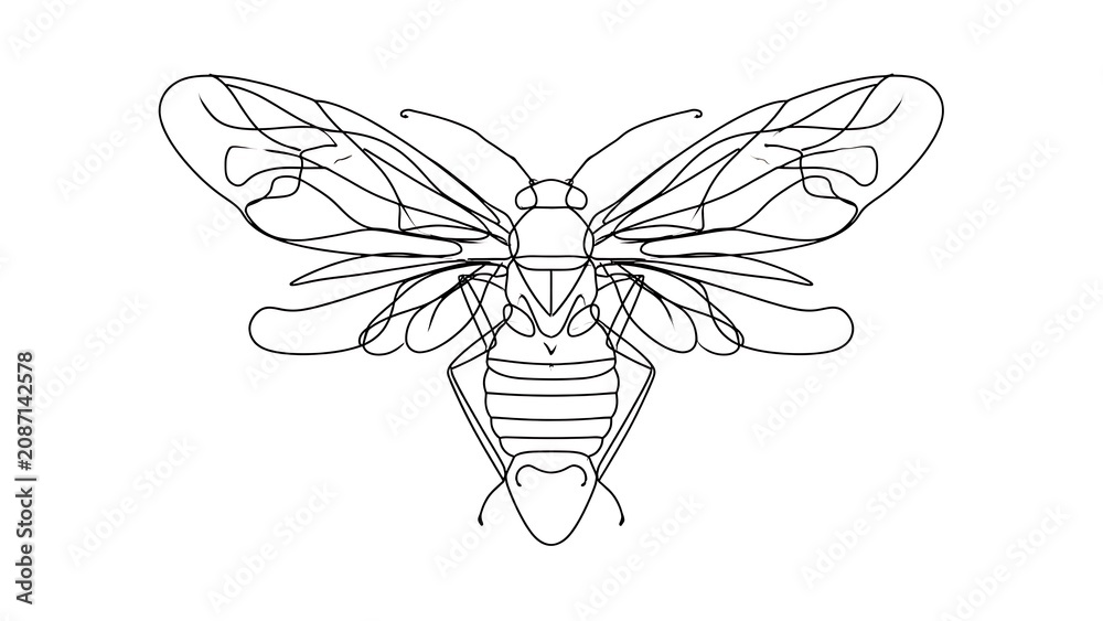 Fototapeta premium Detailed bee line art illustration on white background.