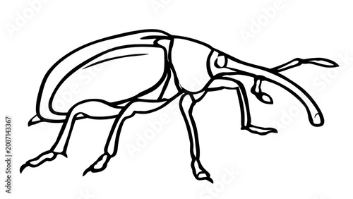 Detailed beetle illustration on white background.