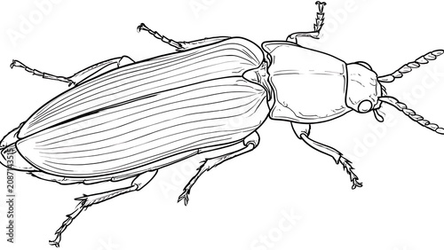 Detailed beetle illustration on white background.