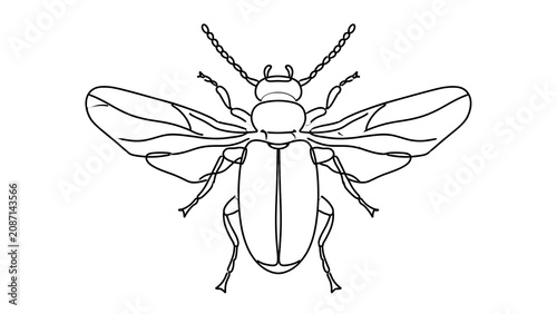 Detailed beetle line art illustration on white background.