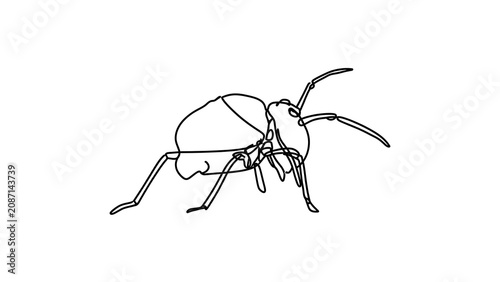 Detailed beetle line drawing on white background.