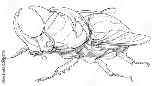Detailed beetle sketch on white background.